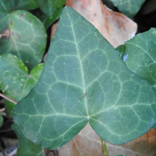 Hedera helix - Araliaceae