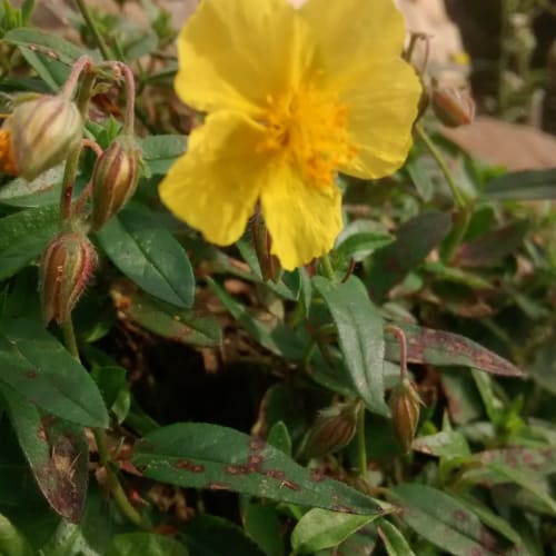 Helianthemum hirtum - Cistaceae