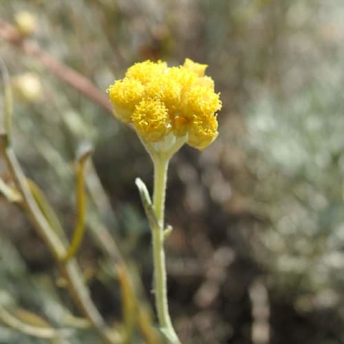 Helichrysum stoechas - Asteraceae