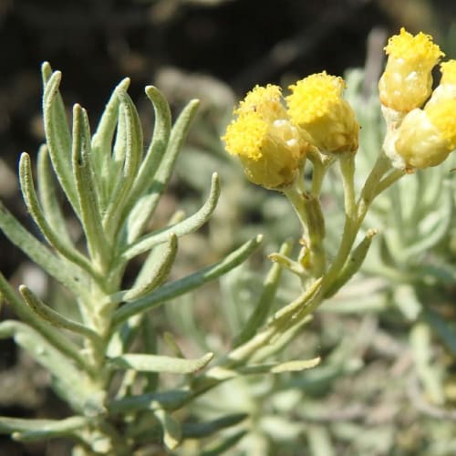 Helichrysum stoechas - Asteraceae