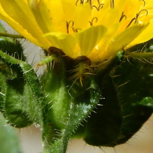 Helminthotheca echioides - Asteraceae