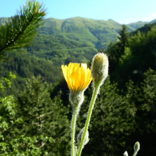 Hieracium tomentosum - Asteraceae