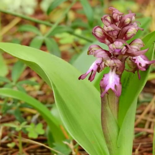 Himantoglossum robertianum - Orchidaceae