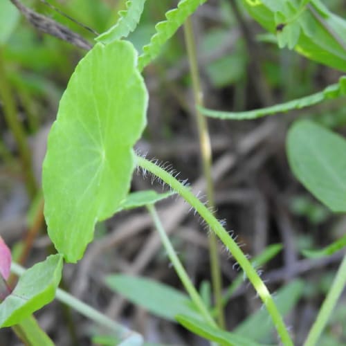 Hydrocotyle vulgaris - Araliaceae