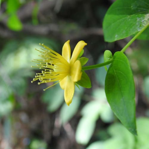 Hypericum androsaemum - Hypericaceae