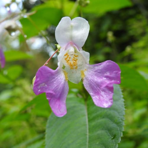 Impatiens balfourii - Balsaminaceae