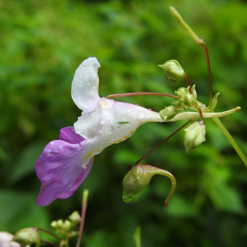 Impatiens balfourii - Balsaminaceae Impatiens balfourii - Balsaminaceae