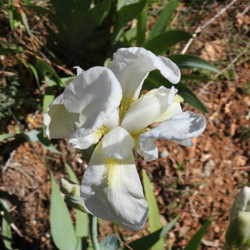 Iris lutescens - Iridaceae