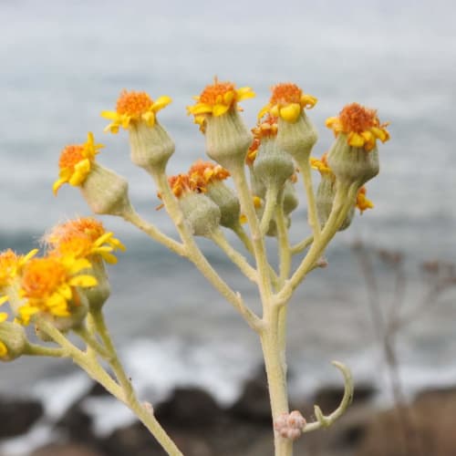 Jacobaea maritima - Asteraceae