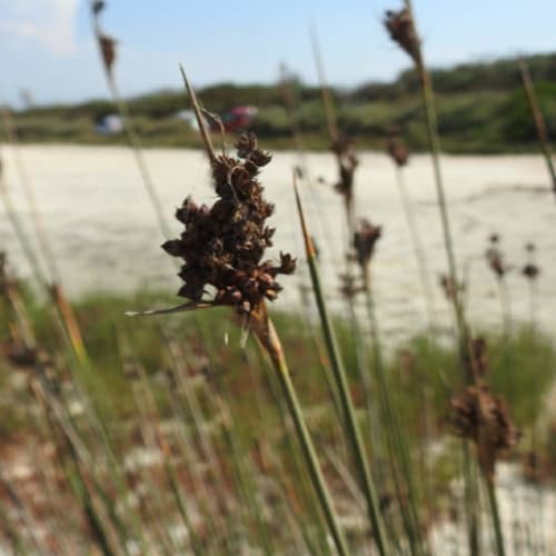 Juncus acutus - Juncaceae