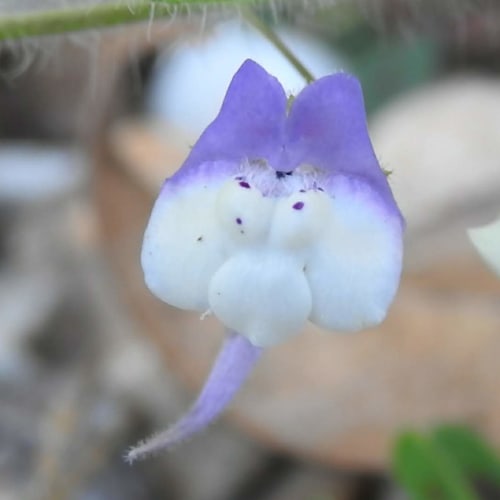 Kickxia commutata - Plantaginaceae Kickxia commutata - Plantaginaceae