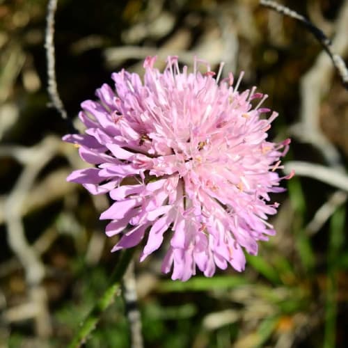 Knautia arvensis - Dipsacaceae