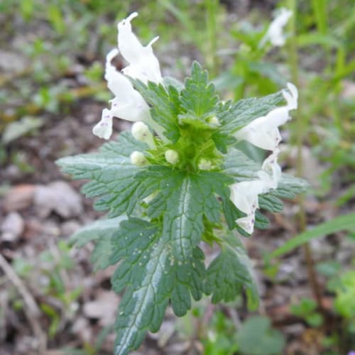 Lamium bifidum - Lamiaceae