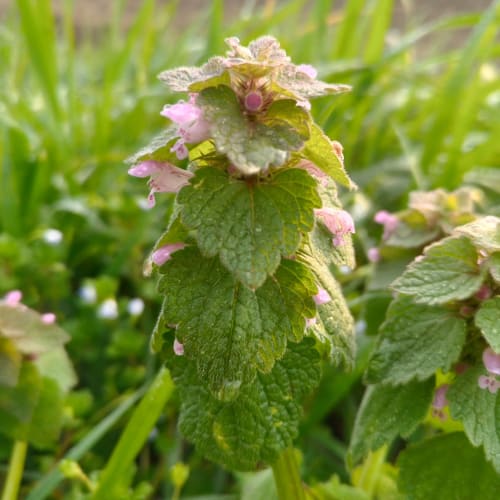 Lamium purpureum - Lamiaceae