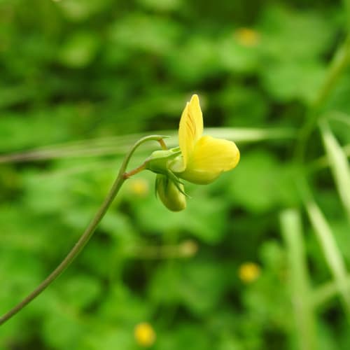 Lathyrus annuus - Fabaceae