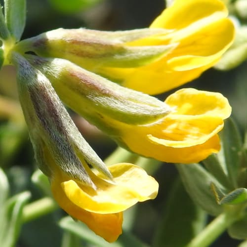 Lotus cytisoides - Fabaceae