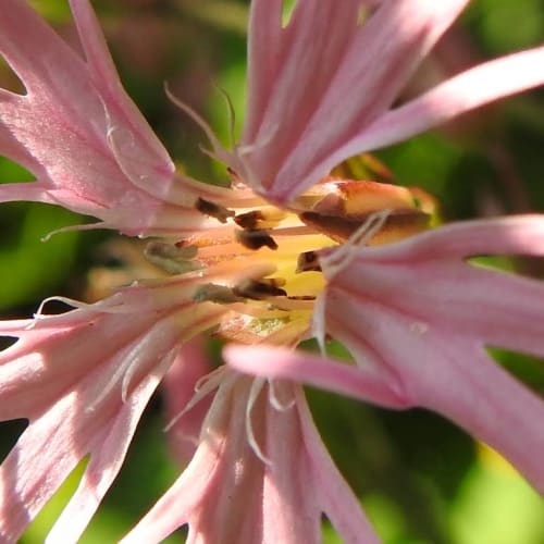 Lychnis flos-cuculi - Caryophyllaceae