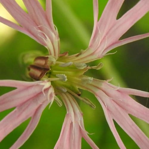 Lychnis flos-cuculi - Caryophyllaceae