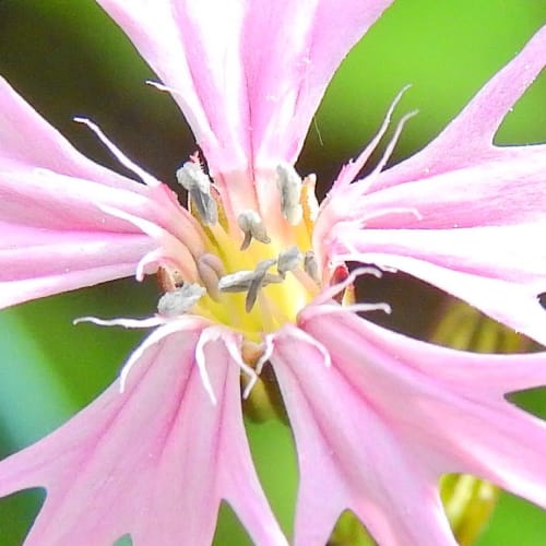 Lychnis flos-cuculi - Caryophyllaceae