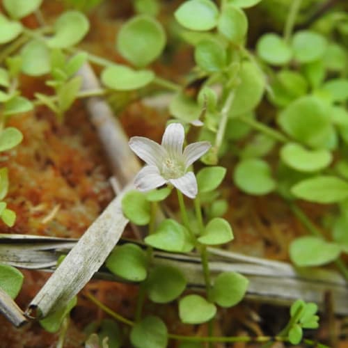 Lysimachia tenella - Primulaceae