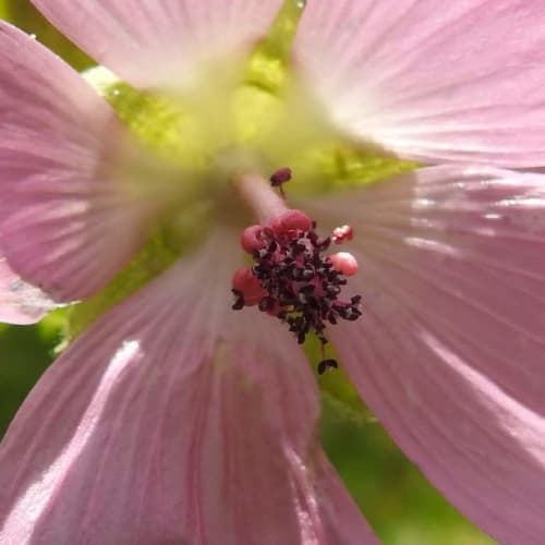 Malva moschata - Malvaceae