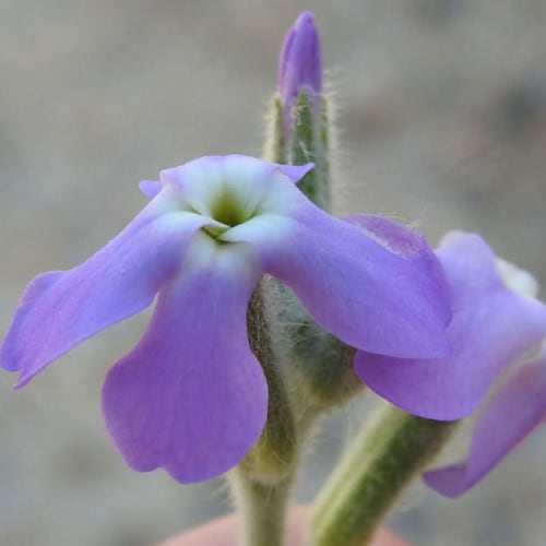 Matthiola tricuspidata - Brassicaceae