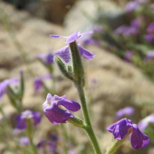 Matthiola tricuspidata - Brassicaceae