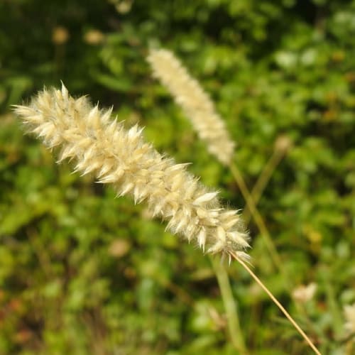 Melica ciliata - Poaceae