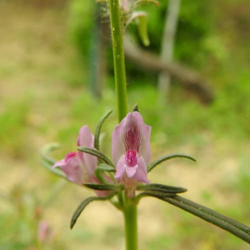 Misopates orontium - Plantaginaceae