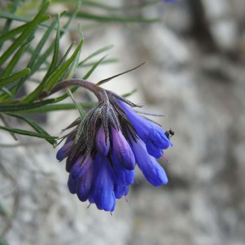 Moltkia suffruticosa - Boraginaceae