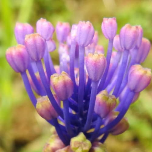 Muscari comosum - Asparagaceae