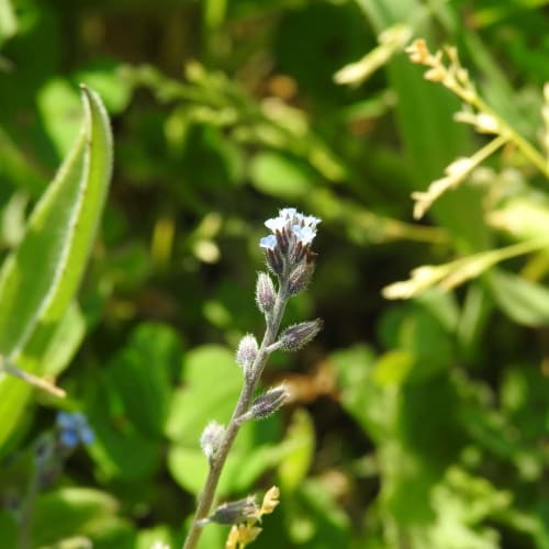 Myosotis arvensis - Boraginaceae