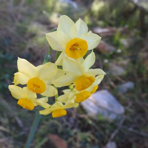 Narcissus tazetta - Amaryllidaceae