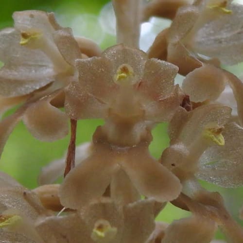 Neottia nidus-avis - Orchidaceae