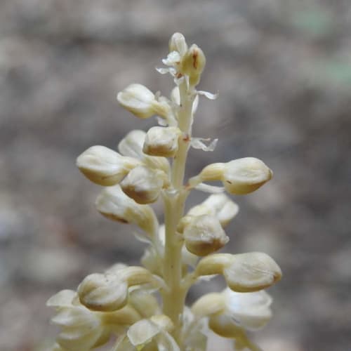 Neottia nidus-avis - Orchidaceae