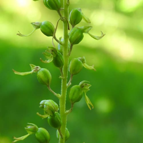 Neottia ovata - Orchidaceae