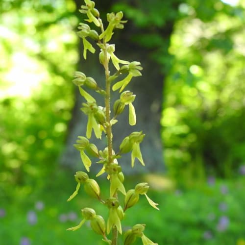 Neottia ovata - Orchidaceae