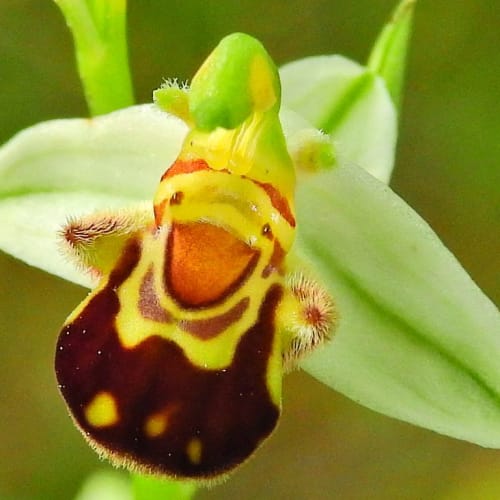 Ophrys apifera - Orchidaceae
