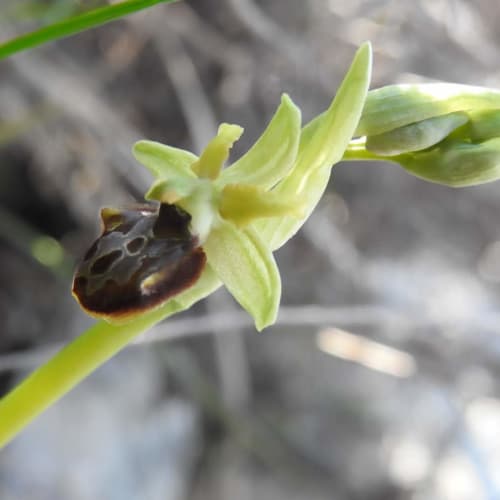 Ophrys classica - Orchidaceae Ophrys classica - Orchidaceae