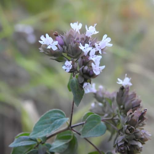 Origanum vulgare - Lamiaceae