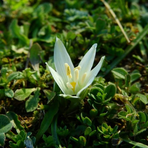 Ornithogalum exscapum - Asparagaceae