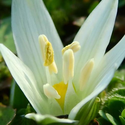 Ornithogalum exscapum - Asparagaceae