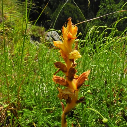 Orobanche apuana - Orobanchaceae