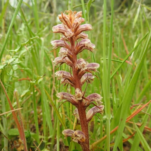 Orobanche minor - Orobanchaceae