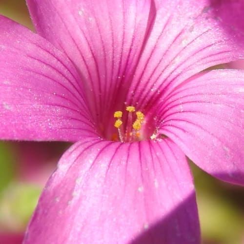Oxalis debilis - Oxalidaceae
