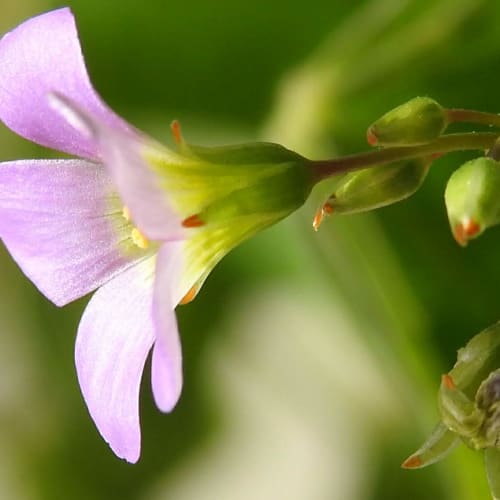 Oxalis latifolia - Oxalidaceae Oxalis latifolia - Oxalidaceae