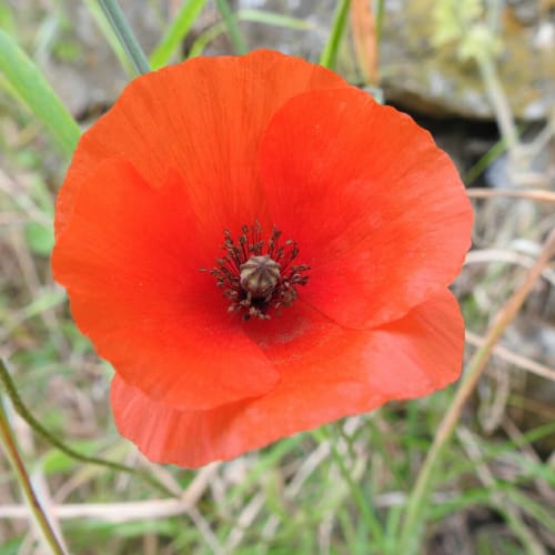 Papaver rhoeas - Papaveraceae