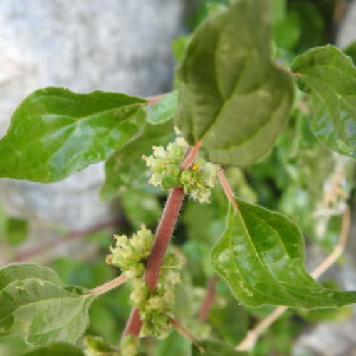 Parietaria judaica - Urticaceae