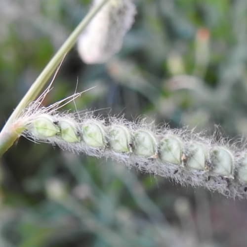 Paspalum dilatatum - Poaceae