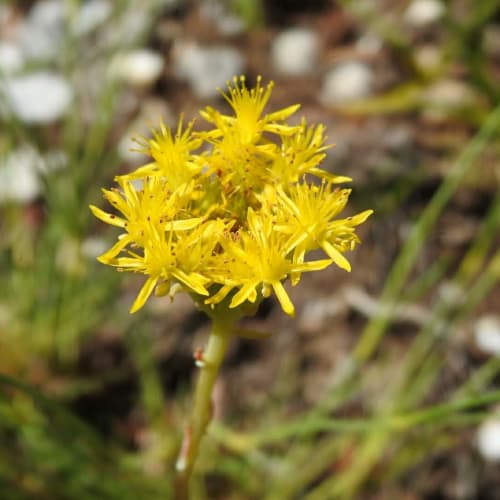 Petrosedum rupestre - Crassulaceae